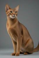 AI generated Abyssinian cat isolated on grey background photo