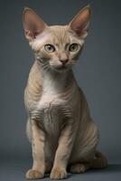 AI generated Devon rex cat isolated on grey background photo