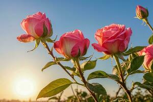 AI generated pink roses in bloom at sunset photo