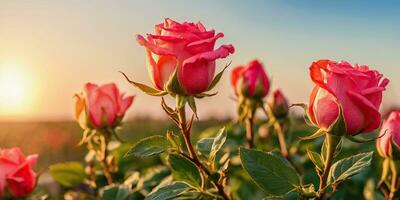 AI generated pink roses in bloom at sunset photo