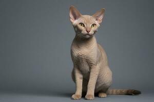 ai generado devon rex gato aislado en gris antecedentes foto