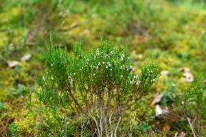 flowering twig of heather on a natural blurred background photo