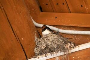 swallow in her nest under the roof of a wooden building photo