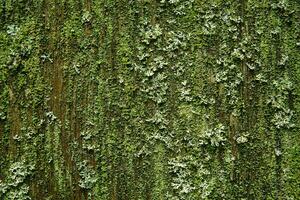 old wooden wall covered with mold, moss and lichens photo