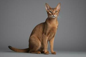 AI generated Abyssinian cat isolated on grey background photo