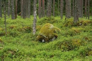 natural landscape, pine boreal forest with moss undergrowth, coniferous taiga photo