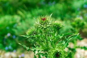 prickly buds of cotton thistle flowers close-up against blurred natural landscape photo