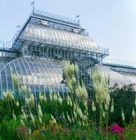 white baneberry inflorescences in a flower garden against the background of a large ancient palm greenhouse photo