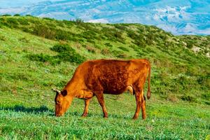 red cow grazing in a mountain meadow photo