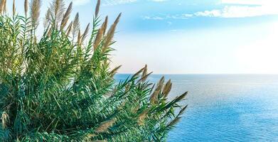 natural paisaje con cañas creciente en un acantilado encima el mar foto