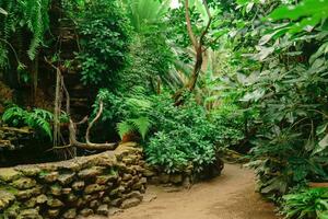 reservorio para amante de la humedad plantas en un tropical invernadero foto