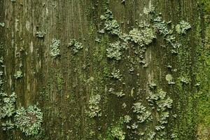 background, texture - surface covered with lichens and moss photo