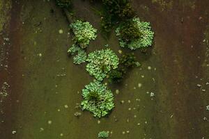 background, texture - surface covered with lichens and moss photo