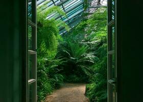 entrance to an old greenhouse with a collection of tropical ferns photo