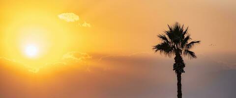 bright sunset or sunrise sky with misty mountains and the silhouette of a palm tree in the foreground photo