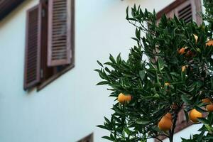ripe oranges on a branch against the backdrop of a blurred  rural house photo