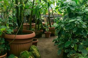 tropical plants in pots in a large vintage greenhouse photo