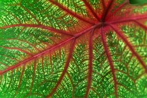 background, texture, colored leaf of caladium plant close-up photo