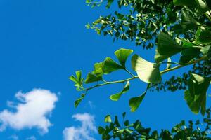 ginkgo tree branches with green leaves against the blue sky photo