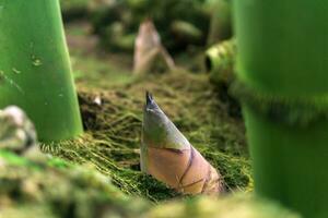 bamboo sprout emerging from the groung among large bamboo stalks photo