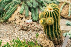 varios cactus y suculentas en el botánico jardín foto