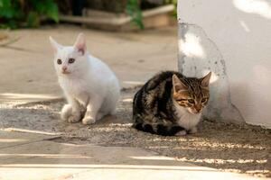 dos gatito se sienta en el camino en el jardín cerca el pared foto