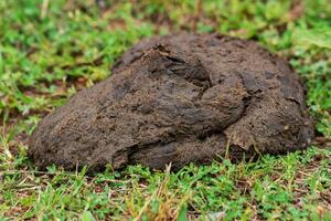 cow dung cake on grass closeup photo