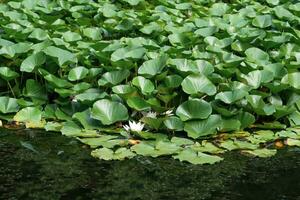 lotus leaves completely cover the surface of the water, pure flowers rise from the swamp mud photo