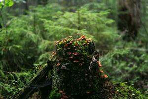 old mossy stump covered with mushrooms in the mysterious twilight of the forest photo