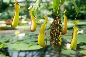 trapping pitcher of a carnivorous tropical plant nepenthes photo