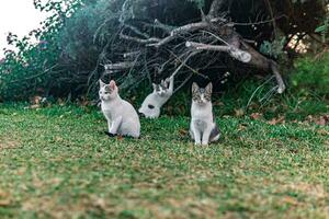 three stray kittens near his shelter in the bushes in the park photo