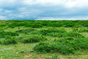 partially blurred landscape with spring mountain shrubland photo