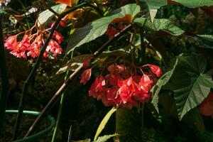 red begonia flowers on natural background photo