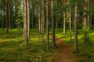 bosque paisaje, ver de un boreal pino bosque con un camino entre el musgo foto