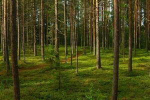 bosque paisaje, ver de un boreal pino bosque con un camino entre el musgo foto