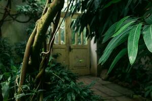 interior of an old greenhouse with a collection of tropical plants photo