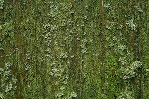 background, texture - surface covered with lichens and moss photo