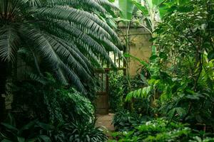 interior of an old greenhouse with a collection of tropical plants photo
