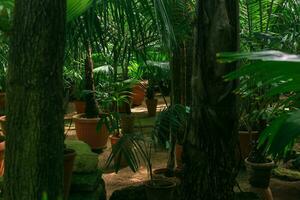 interior of a large greenhouse with palm trees and other tropical plants photo