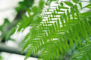partially blurred plant background with fern leaves in the foreground photo