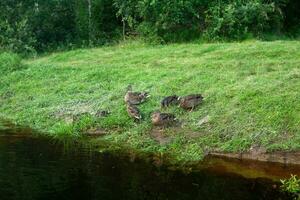 wild mallard ducks rest on the shore photo