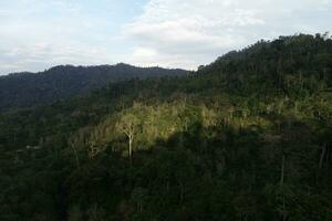 Biodiversity of sumatra rainforest photo