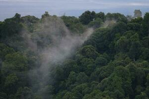 AI generated a forest with trees and a mountain in the background photo