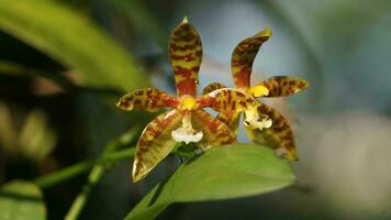 two orchids are sitting on top of each other photo