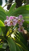 a close up of a purple orchid flower. t Vanda foetida J.J.S is an endemic orchid in Sumatra which first described in 1906 by J.J. Smith. was first found in Palembang, South Sumatra. photo