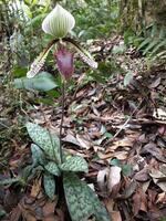 two orchids are sitting on top of each other photo