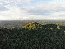 AI generated a forest with trees and a mountain in the background photo