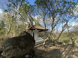 This is forest mahagoni in jogjakarta. In this forest many biodiversity and any old celemetery in here photo