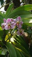 a close up of a purple orchid flower. t Vanda foetida J.J.S is an endemic orchid in Sumatra which first described in 1906 by J.J. Smith. was first found in Palembang, South Sumatra. photo