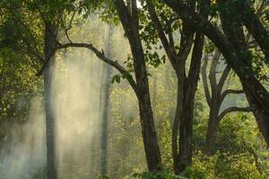 Biodiversity of sumatra rainforest photo